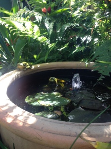 The fishpond and resident green tree frog