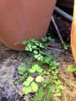 Baby ferns springing up from between pots